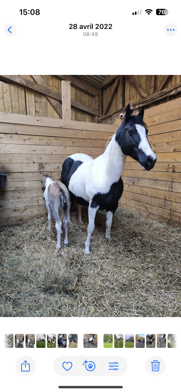 Vente de cheval : Firsty blue mec vue