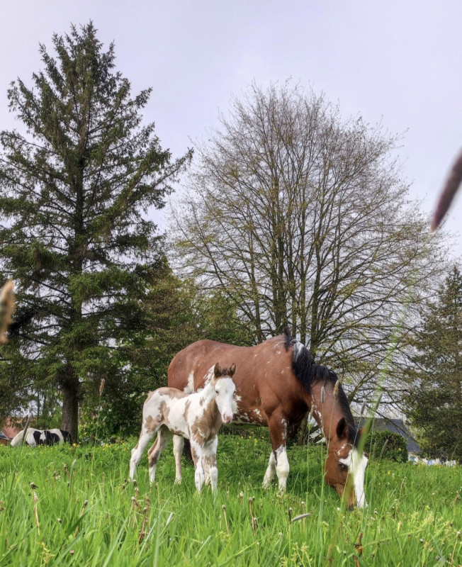 Vente de cheval : Miss flashy chance