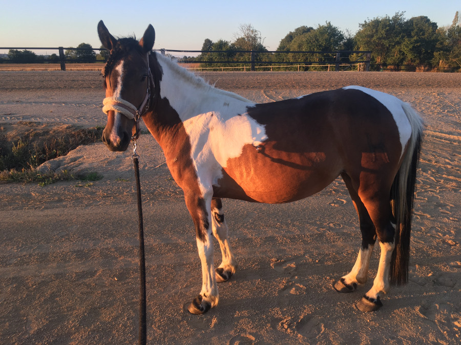 Poney Cheval A Vendre Gratuit