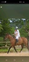 Vente de cheval : Perfect run alias success girl