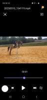 Vente de poney