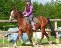 Vente de cheval : Middle Time