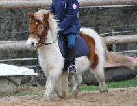 Vente de poney
