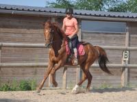 Vente de cheval : Lagon du Rabutin