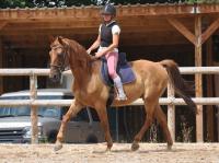 Vente de cheval : Dfi Royal