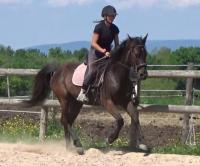 Vente de cheval : Mélisse du Rabutin
