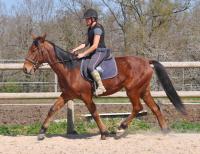 Vente de cheval : Meridan