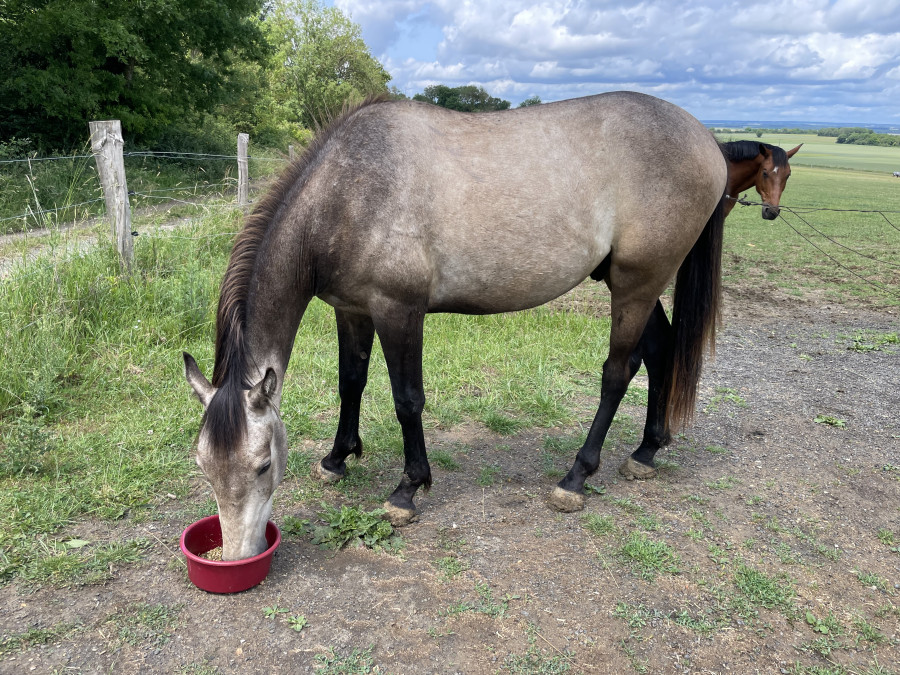 Vente de cheval : Naos de Perraine 