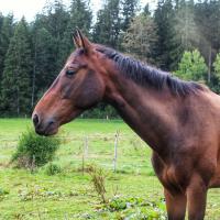 Vente de cheval : Edess Deletang 