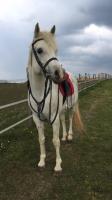 Vente de cheval : Am lucas