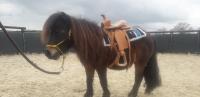 Vente de cheval : Dream 