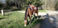 Vente de cheval : Gamer 