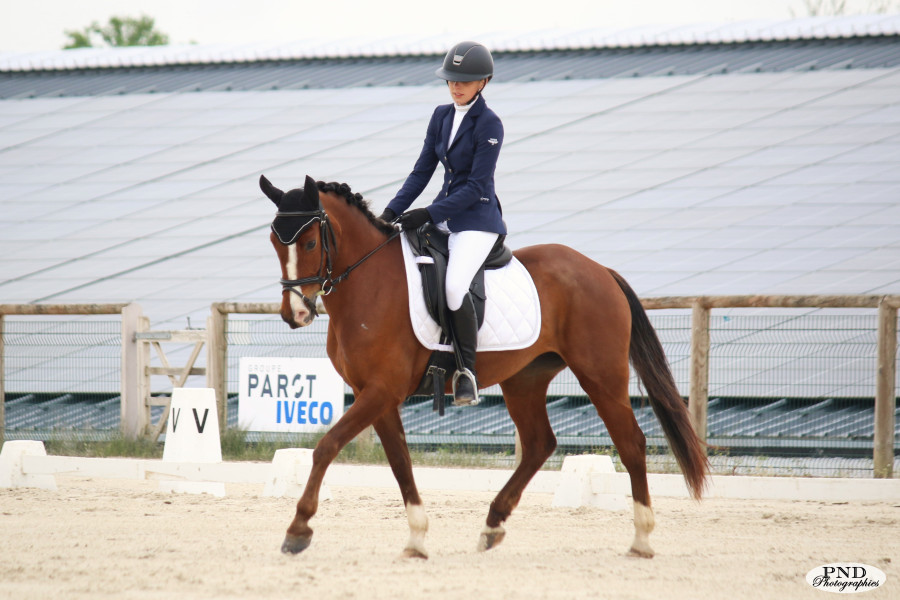 Vente de poney
