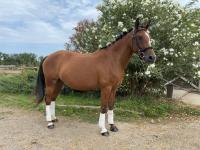 Vente de poney
