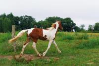 Vente de cheval : OMAHA