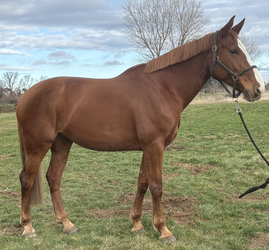 Vente de cheval : Guinesse Grisabelles