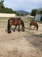 Vente de cheval : KISS ME DE GIOUX