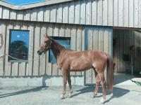 Vente de cheval : Mambo de Leno