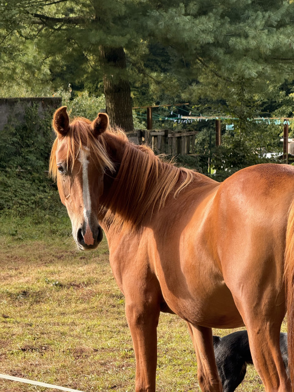 Vente de cheval : Aragon psyche TDO 