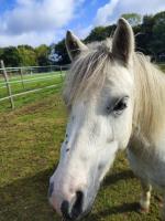 Vente de poney