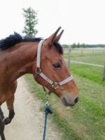 Vente de cheval : Galaxie du Joly