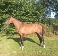 Vente de cheval : IMAGINE DETOUCHETE