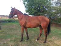 Vente de cheval : GO QUEEN