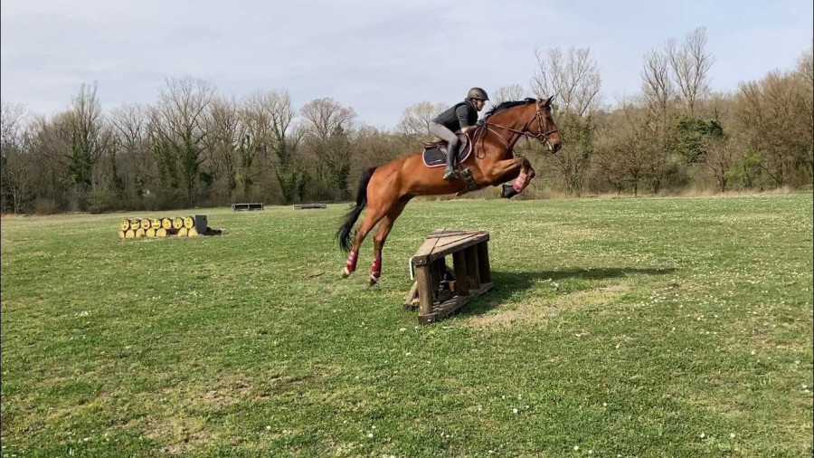 Vente de cheval : Connan du montceau 