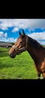 Vente de cheval : Hector 