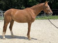 Vente de cheval : Marius III du Quest