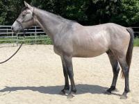 Vente de cheval : Marlon II du Quest