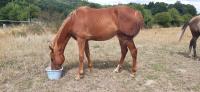 Vente de cheval : Nv d'Elpgre