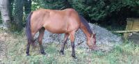 Vente de cheval : Krems d'elpegere