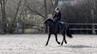 Vente de poney