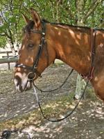 Vente de cheval : P