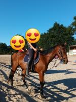Vente de cheval : Inside Lord