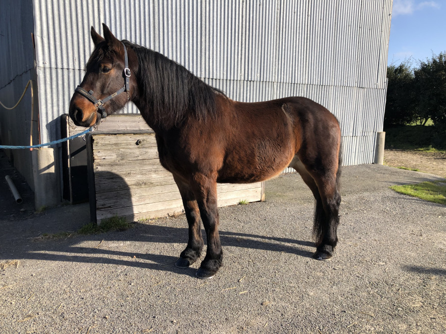 Vente de cheval : Igor du Phare 