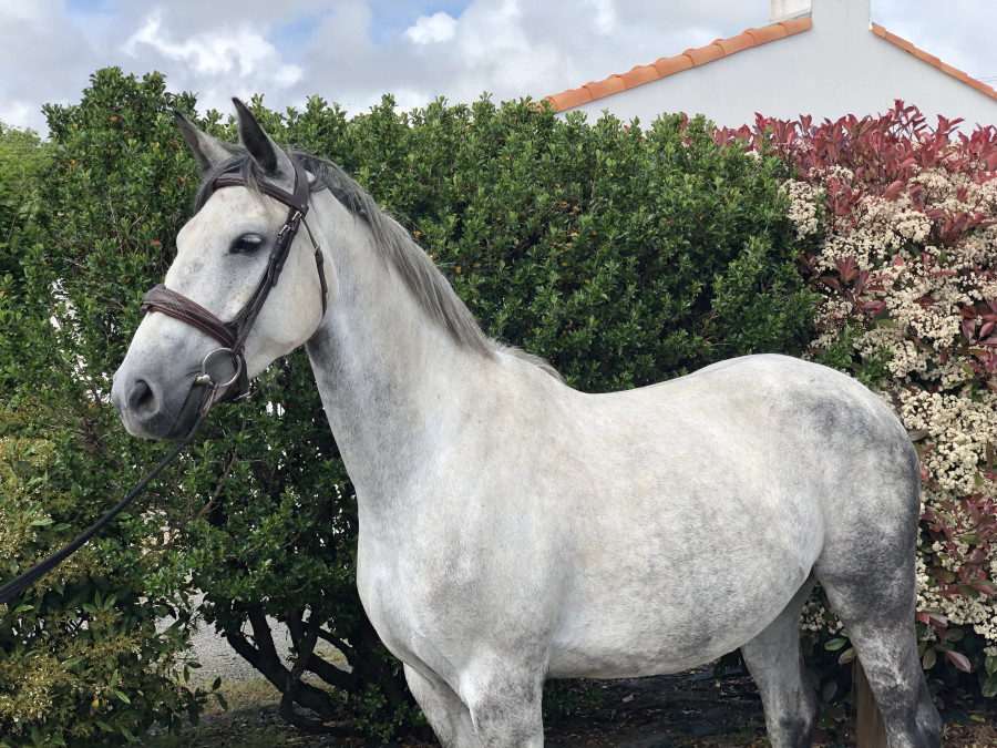 Vente de cheval : Ingrid de la Chaume 