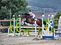 Vente de cheval : H Nasca d'Aures