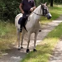 Vente de cheval : USAM DE BROCHETIERE