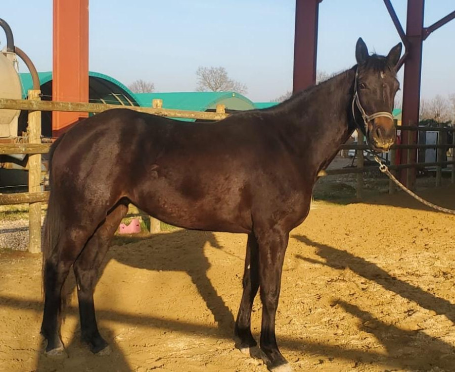 Vente de cheval : Brunelli de Chanay Z