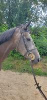 Vente de cheval : Marinenako