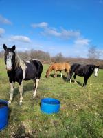 Vente de cheval : VAL ENJOY QT LIGHT 