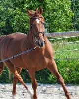 Vente de cheval : QUARTZ DES TITHAIS