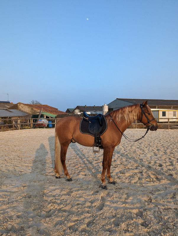 Vente de cheval : Dorado