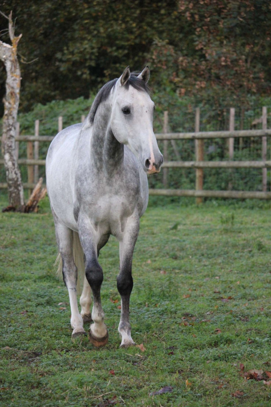 Vente de cheval : Hagtion du fief