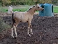 Vente de cheval : REA Organdi 