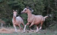 Vente de cheval : REA Organdi 