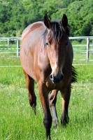 Vente de cheval : Milady Mauve