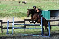 Vente de cheval : Ninarisk 